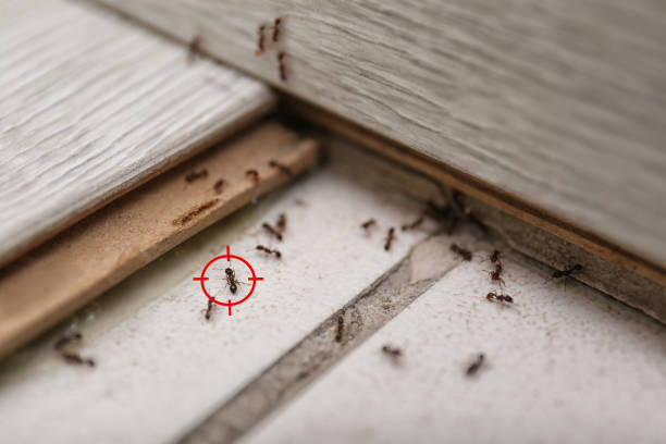 Best Flea Control Services  in Bensville, MD